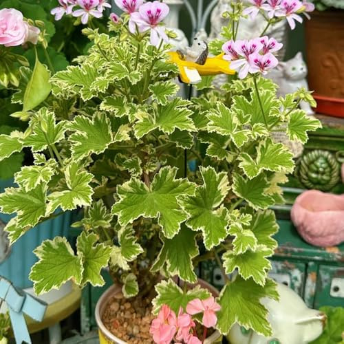 semillas de geranio limón, de jardín rocas jardín trepadoras balcón ornamentales con rocas resistentes pleno sol 100pcs