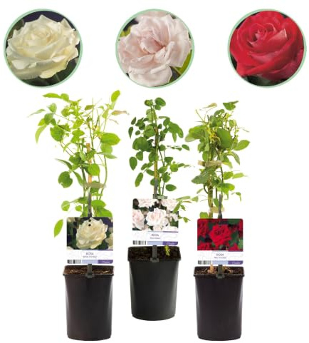 Rosal Trepador Tricolor de Jardín, Rosa Blanco Rojo, 3 Plantas Maceta 11cm