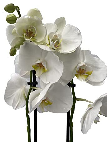 Orquidea phalaenopsis natural BLANCA - 60 cm altura aprox - 2 varas de flores - Planta viva de interior