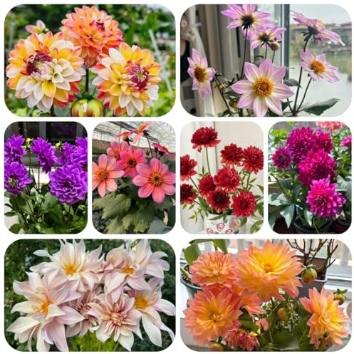 8zwiebeln dahlien blumenzwiebeln frühlingsblüher blumendeko dahlienknollen winterlinge balkon luftreinigende zimmerpflanzen dekoblumen