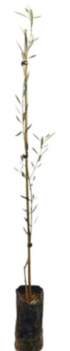 Árbol Olivo Hojiblanca, 80-100 cm. Olea europaea. Variedad productiva, con aceitunas de sabor afrutado. Segura Garden.