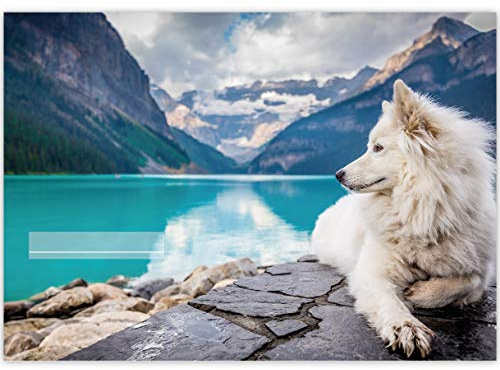 1 Tier A3 Kinder Malblock Motiv Fjord Hund • Zeichenblock Skizzen-Block 25 Blatt weiß, kopfverleimt, holzfreies Qualitäts-Papier 100g/m²- für Schule, Basteln, Hobby