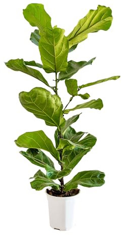 Bonplants Ficus Lyrata, Vero Fico Foglia di Violino, Pianta da Interno, Vaso 21, h 80 cm