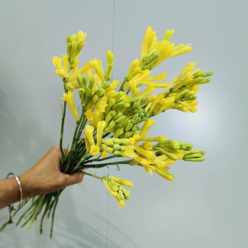 4zwiebeln tuberose, seltene gartenpflanzen balkonpflanzen exotische topfpflanzen draußen winterhart frühlingsblumen schnittblumen