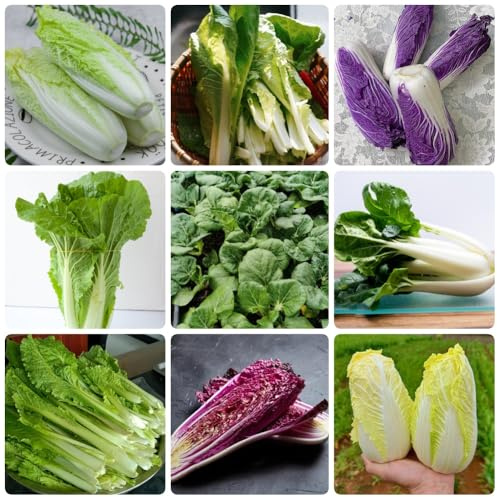 Semillas de col china - cubierta vegetal Semillas de Pak Choi - jardín del balcón variedades antiguas semillas de jardín 500pcs