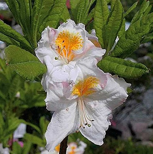 Hochstamm Azalee Möwe 60-80cm - Rhododendron luteum - Alpenrose - lebende Gartenpflanze aus den Baumschulen