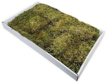 Moranduzzo – Alfombra de Musgo Natural 44x32 cm – Artesanía Made in Italy – Accesorios y Materiales para Montar un Belén Tradicional