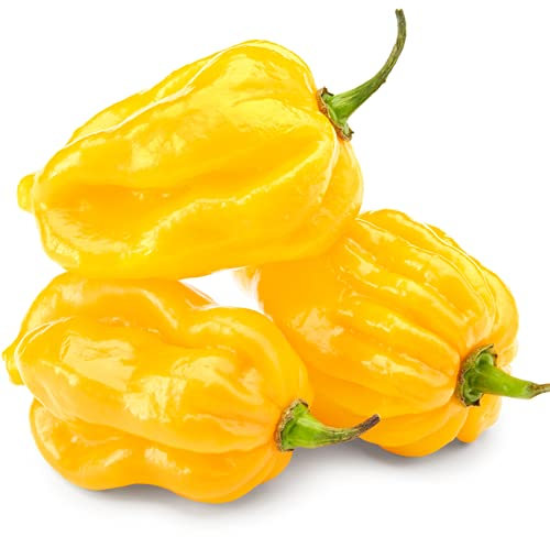 Piment Habanero yellow 25 x Graines du Portugal 100% Naturel sans Aide à la Culture Chimique ni Génie Génétique