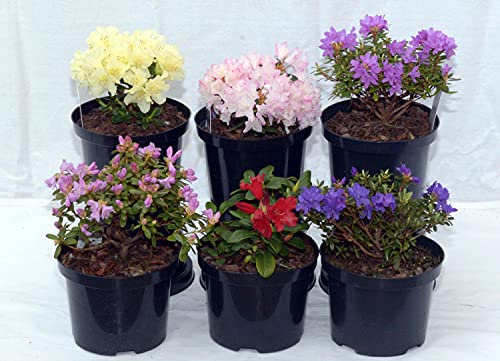 Meredith Nurseries 3 Mixed Dwarf Rhododendrons Evergreen Garden Shrubs Colourful 2ltr Pots