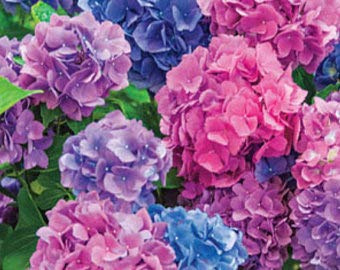 100 pz/sacchetto, semi di ortensia, miscela di colore, Plumbago Capensis