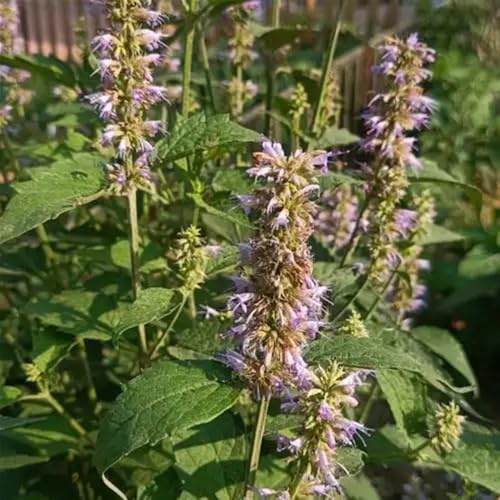 semi di ortica profumata, balcone con aiuola di semi per aiuole rialzate per il giardino da balcone regali giardinieri 200pcs