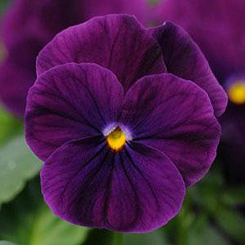 50 Semi - Semi Viola Sorbet XP primavera viola