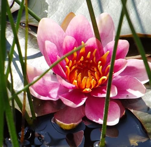 Teichpflanzen Seerosen : Nymphaea Seerose  Pink Pearl  winterhart Pflanztiefe bis 150 cm