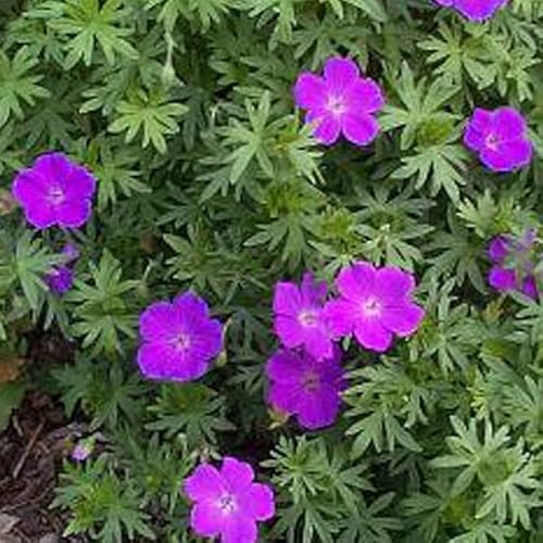 6 x Geranium Sanguineum 'Max Frei' - Perenni Vaso 9cm x 9cm
