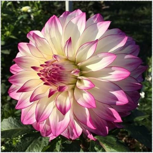 Tubérculos de dalias resistentes - Con rizoma saludable para plantación en exteriores e interiores-8Tubérculos-A