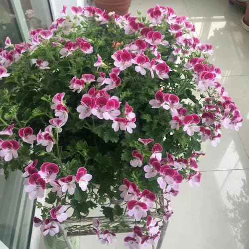 geranio - coperto semi di esotiche semi giardino primaverili resistenti, al pieno sole 350pcs