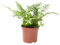 Verdecora Helecho Mix en macera de Ø9cm | Planta de Interior | Hojas Verdes y Elegantes | Ideal para Decorar Hogares y Oficinas