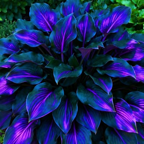 FáCil De Mantener Hosta rara Crea RáPidamente Un Hermoso JardíN-6bulbo-a