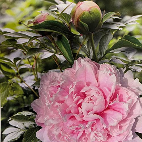 Paeonia (LD) Sarah Bernardt/Pfingstrose Sarah Bernard