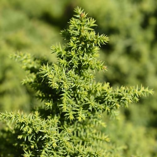 Cryptomeria Japonica 'Twinkle Toes' - Dwarf Evergreen Conifer with Creamy-Yellow Foliage 1 Litre Pot x 1 by Thompson & Morgan