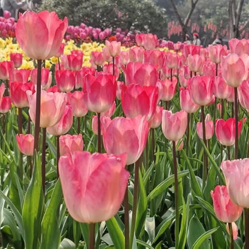 Bulbi di tulipano decorazioni giardino per esterni tappezzanti in vaso ornamentali del giardino arredamento del soggiorno 6pcs
