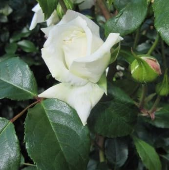 Kletterrose Alaska ® / Future ® - weiß - Kordes Rosen