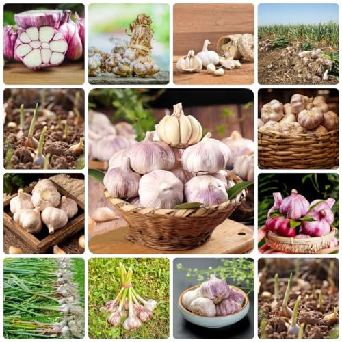80 pcs pflanzknoblauch winterhart samen - zwiebel winterfeste pflanzen für balkon knoblauch frisch, wintergemüse Hydrokultur steingartenpflanzen winterhart gemüsebeet ausgefallene geschenke