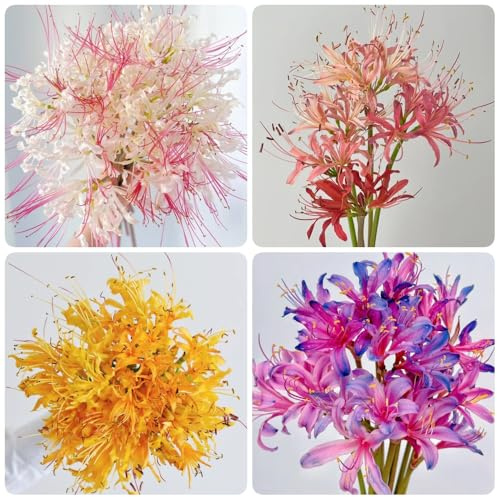 bulbi di Lycoris Radiata, Bulbi di giglio ragno, decorazione floreale resistenti all'esterno da esterno resistenti da balcone 15pcs