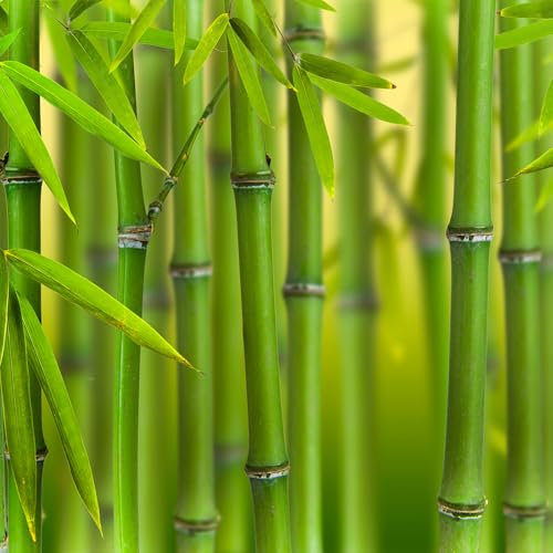 YouGarden Green Bamboo, Phyllostachys bissettii, Established Plant in 3L Pot, 50-70cm Tall and Ready to Plant