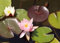 Haus&Garten rote Seerose rosablühend duftend Nymphaea Rosennymphe Odorato Wasserlilie kräftige Pflanze