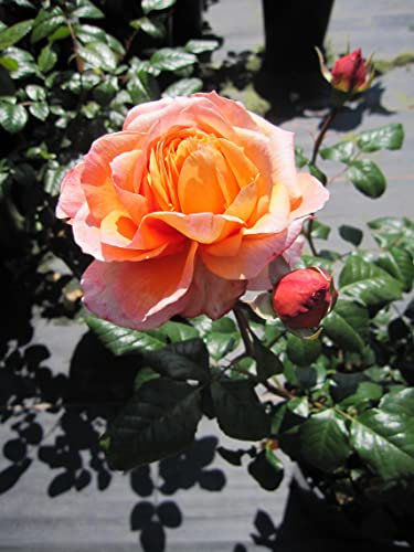 Rosa Capri ® - Nostalgierose - Edelrose - Tantau Rose