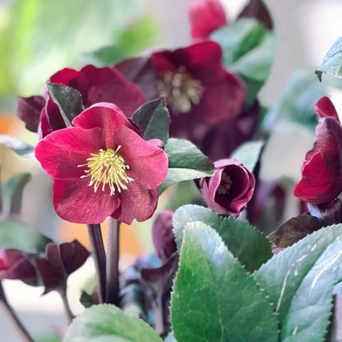 christrosen, blumenbeet exotische winterhart christrose, balkon blumenwiese topfpflanzen draußen winterhart 250samen
