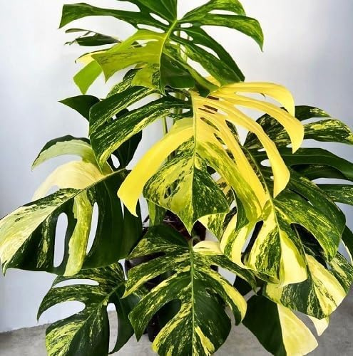 100pieces Yellow Green Monstera Plant Seeds