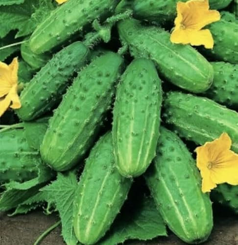 Buy4seeds Cucumber Gherkin Anulka 80 Seeds Simple to Grow
