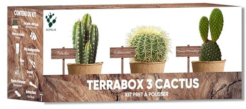 Kit Cactus – Mini kit listo para crecer (Echinocactus Grusonii, Opuntia Microdasys, Polaskia Chichipe) – Plantas grasas decoración interior – Semillas orgánicas – Regalo inusual para mujer – DIY