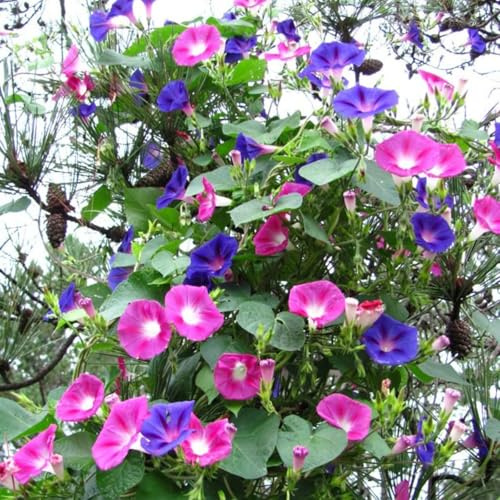 Pflegeleicht Clematis-Rhizom, Überraschend wachsend, Winterhart Mehrjährig, Geeignet für Frühling und Herbst, Kein Gießen Erforderlich, Leicht Zu ZüChten-6 Rhizom-H