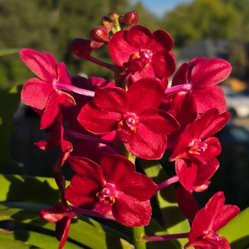 Orchidea Vanda giardino interno perenni resistenti di balcone primavera selvatica medicinali semi di prato selvatico tagliati 200pcs