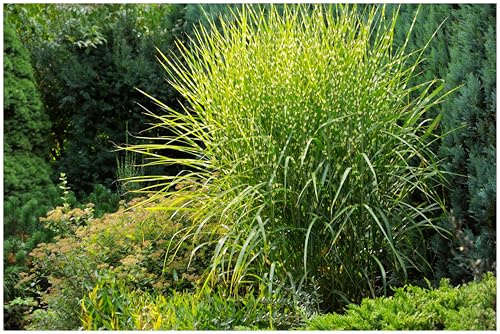 Stauden Gänge 3 x Miscanthus sinensis 'Strictus' Zebraschilf winterhart | Hohes Ziergras für Sonne, Blüte September bis Oktober, mehrjährig, 1 L Topf (11x11 cm)