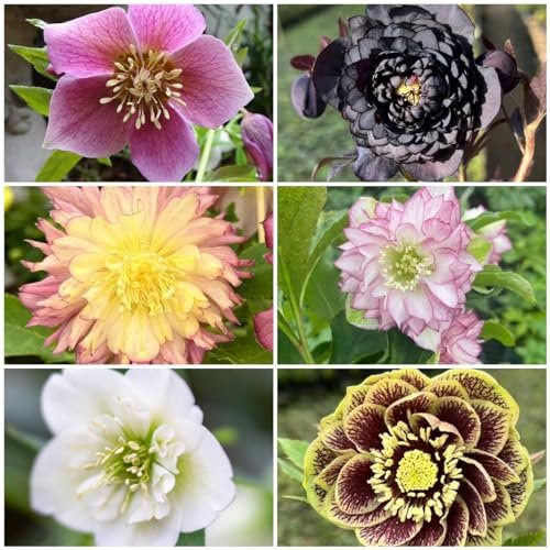 500 pcs Christrosen deko samen - balkonblumen balkonpflanzen winterhart garten geschenke für männer deko nachhaltige geschenke für frauen wildblumenwiese