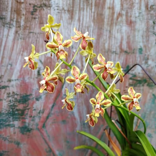 semi di orchidea vanda, rampicanti resistenti, decorative orchidee parete verde, decorazione rampicante, giardino parete, decorazione 500pcs
