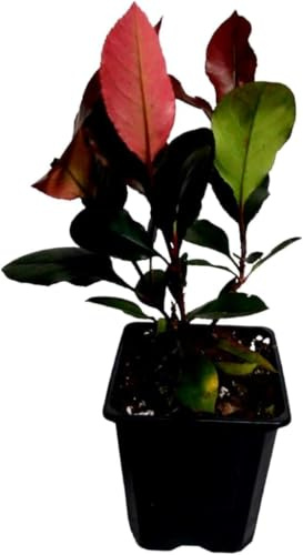 ¡¡¡ 50 Plantas !!! natural 20-30 cm, Planta natural Photinia Red Robin, fotinea, potinia. Para setos, bordes o como elemento focal en el jardín. Segura Garden.