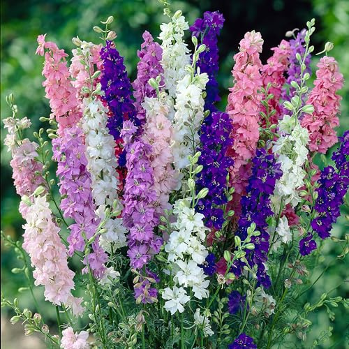 GardenersDream 3x Piante di Delphinium in Vaso – Blu, Viola, Rosa, Rosso e Bianco – Piante da Giardino Fiorite a Spiga per Bordure da Esterno (incl. Vaso 11 cm)