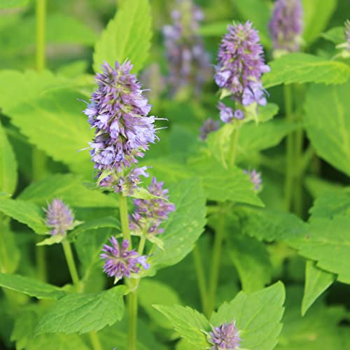 6x Agastache 'Blue Fortune' - Agastache 'Blue Fortune' - Godet 9x9cm