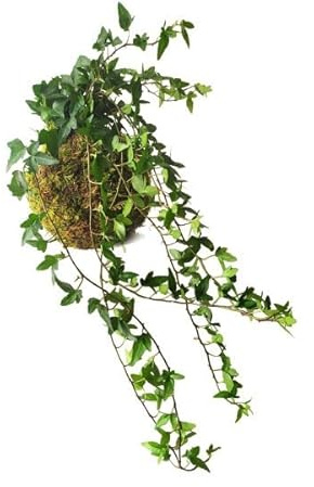 DECOALIVE Kokedama de Interior con Planta Envuelta en Musgo Hiedra Natural