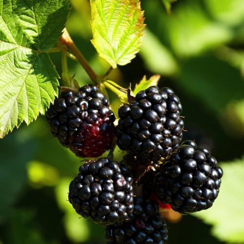 brombeeren - winterharte garten kübelpflanzen brombeere obstbaum steingartenpflanzen bonsai balkonpflanzen säulenobst gartenpflanzen winterhart mehrjährig schnell wachsende sträucher 400samen