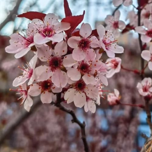 cespuglio di prunus cerasifera Coltivare ver appartamento vaso resistenti, adatte all'uso esterno. balcone colonnari interno per zone 35semi
