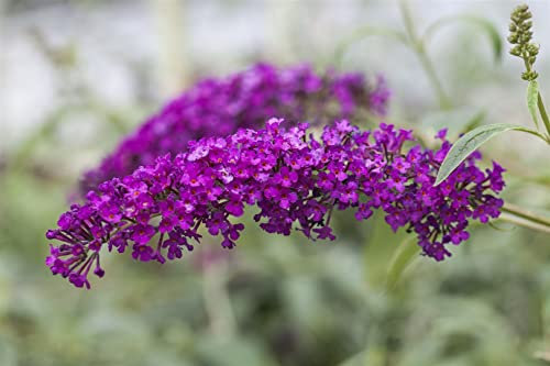 Buddleja davidii 'Miss Ruby' 40-60 cm – Winterhart, Mehrjährig, Pflegeleicht – Schmetterlingsflieder – Zierstrauch für Garten & Beet