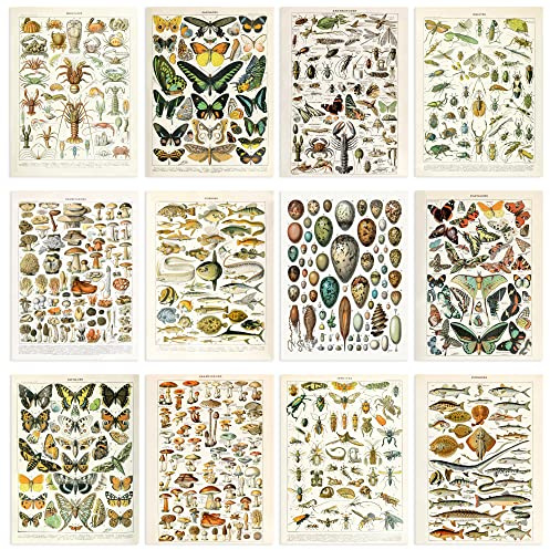Artery8 Collection of Vintage Millot Encyclopedia Mushrooms Insects Butterflies Beetles Set of 12 Unframed Wall Art Prints Bathroom Bedroom Aesthetic Illustrations A4