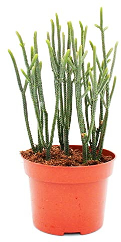 Exotenherz - Suckulenter – Crassula muscosa – Harmony i grönt – 10 cm kruka