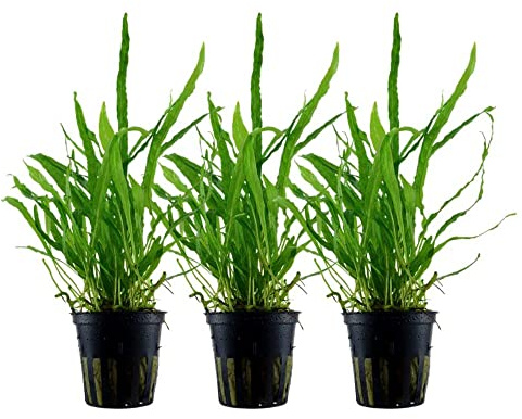 AquaOne Lot de 3 plantes d'aquarium Microsorum pteropus 'Narrow' I Plante aquatique Plante d'aquarium Porte-greffe/rhizome entièrement enraciné Facile d'entretien Décoration d'aquascaping